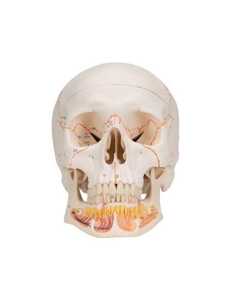 3B Scientific, modello anatomico di Cranio didattico classico con mandibola aperta A22