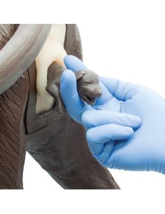 Simulateur de chien pour la formation en gynécologie...