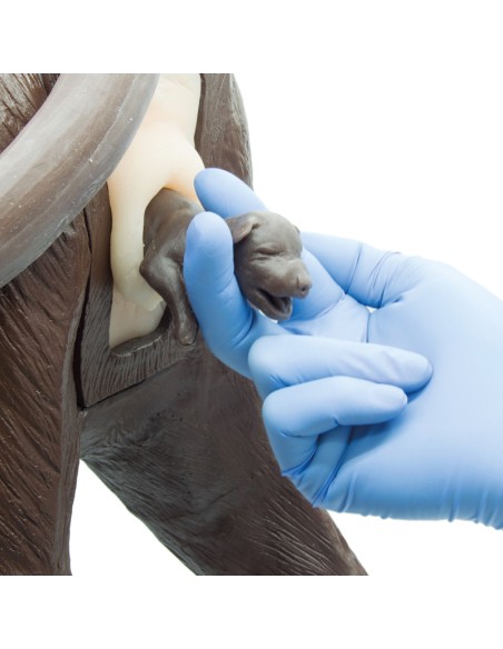 Simulador de perro para formación ginecológica Erler Zimmer VET5000