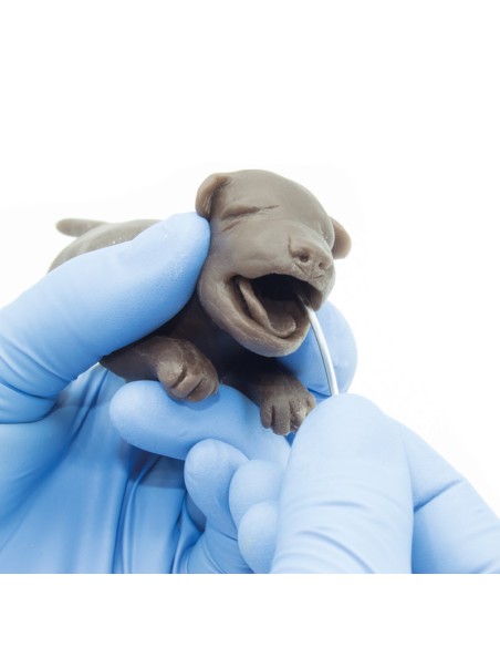 Simulatore di Cane per addestramento ginecologico Erler Zimmer VET5000