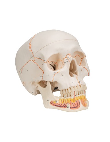 3B Scientific, modello anatomico di Cranio...
