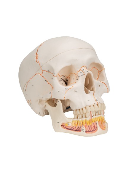 3B Scientific, anatomisches Modell des klassischen Lehrschädels mit offenem Kiefer A22