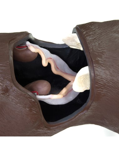 Gynecological Training Dog Simulator Erler...
