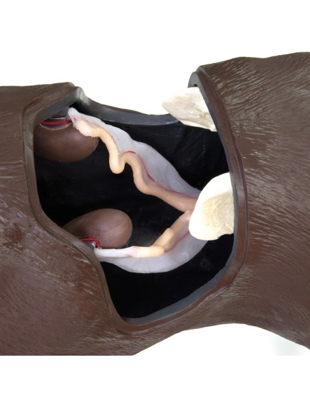 Simulateur de chien pour la formation en gynécologie Erler Zimmer VET5000