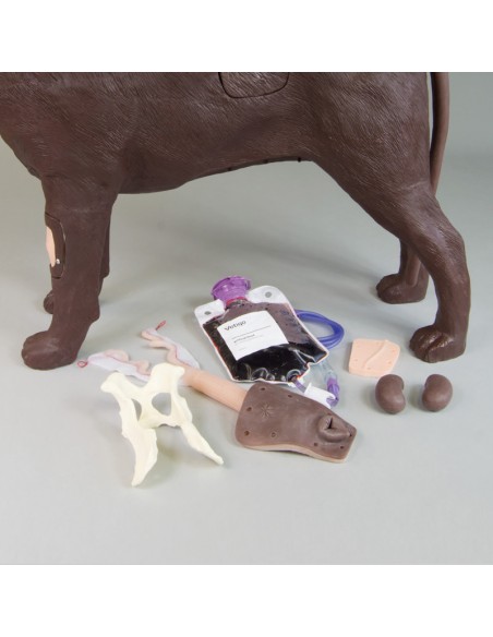 Simulador de perro para formación ginecológica Erler Zimmer VET5000