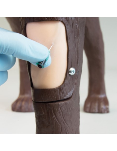 Hundesimulator für die gynäkologische Ausbildung Erler Zimmer VET5000