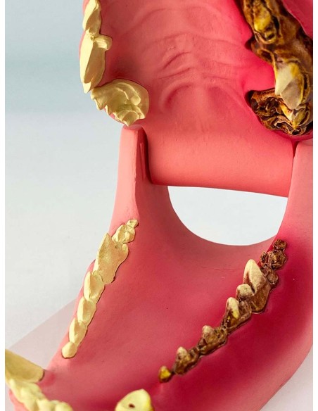 Dog jaw, life-size - healthy/sick - Erler Zimmer VET1194