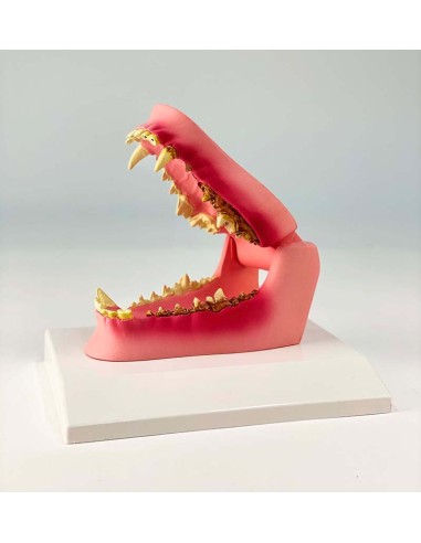 Dog jaw, life-size - healthy/sick - Erler...