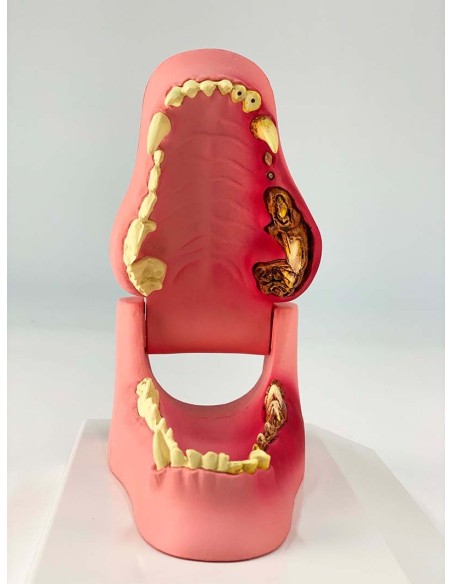 Dog jaw, life-size - healthy/sick - Erler Zimmer VET1194