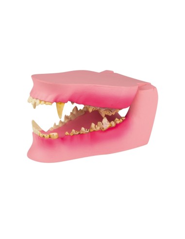 Dog jaw, life-size - healthy/sick - Erler...
