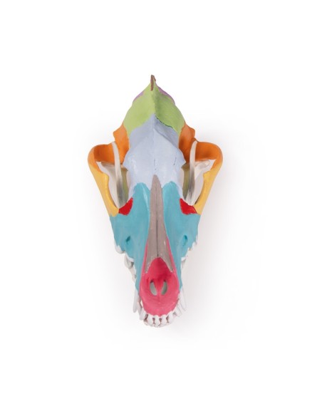 Dog Skull, Large Size Colorful (replica) - Erler Zimmer VET1708
