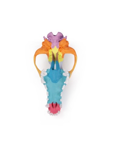 Dog Skull, Large Size Colorful (replica) -...