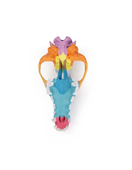 Dog Skull, Large Size Colorful (replica) - Erler Zimmer VET1708