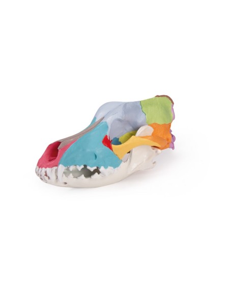 Dog Skull, Large Size Colorful (replica) - Erler Zimmer VET1708