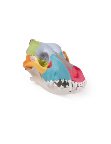 Dog Skull, Large Size Colorful (replica) -...