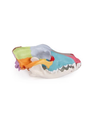Dog Skull, Large Size Colorful (replica) -...