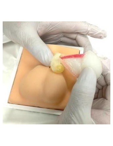 Erler Zimmer VET4530 simulador de castración de...