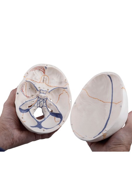 3B Scientific, anatomisches Modell des klassischen Lehrschädels mit offenem Kiefer A22