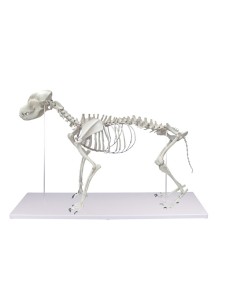 Esqueleto de perro, tamaño natural - Erler Zimmer VET1700