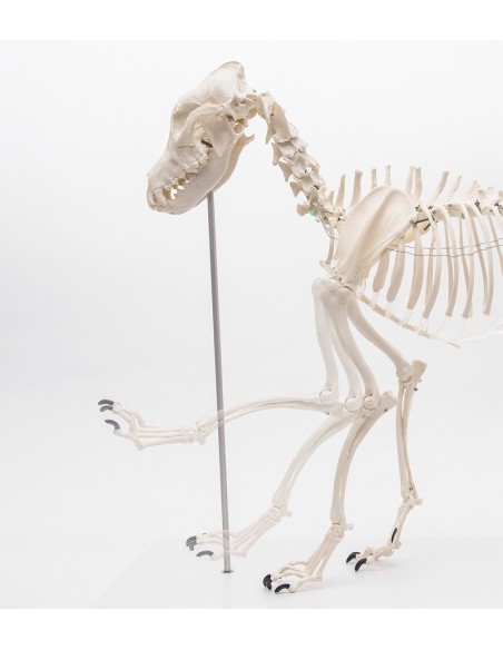 Scheletro di Cane, a grandezza naturale - Erler Zimmer VET1700