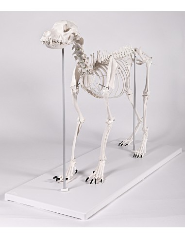 Dog skeleton, life-size - Erler Zimmer VET1700