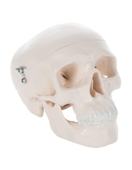 3B Scientific - Anatomisches Mini-Schädelmodell, 3-teilig A18/15