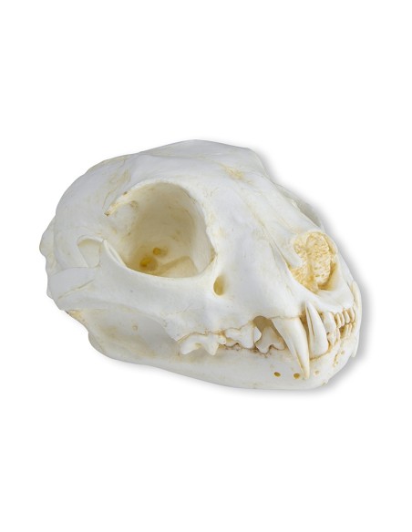 Cranio di Gatto, replica - Erler Zimmer VET3090