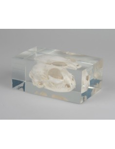 Cráneo de gato encerrado en plexiglás, real - Erler...