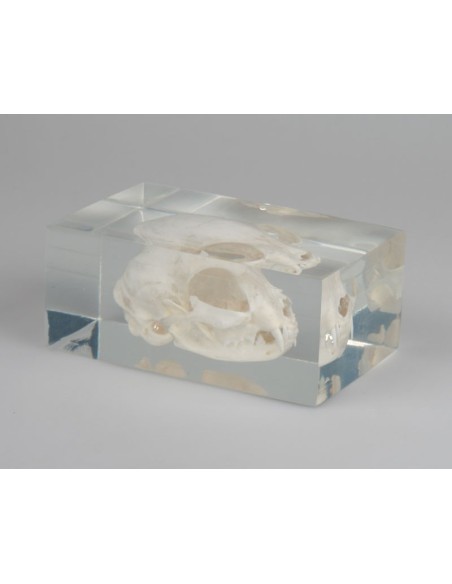 Cat Skull encased in Plexiglas, real - Erler Zimmer VET3091