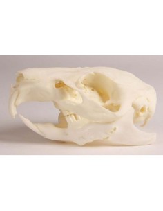 Crâne de cochon d'Inde avec mâchoire variable et...