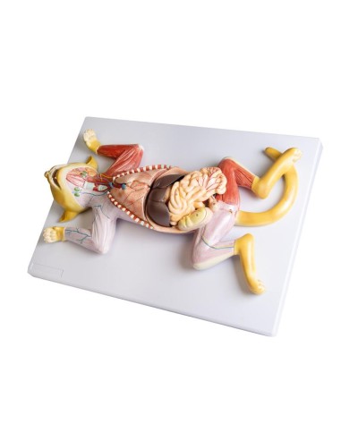 Dissection model of the pregnant cat - Erler...