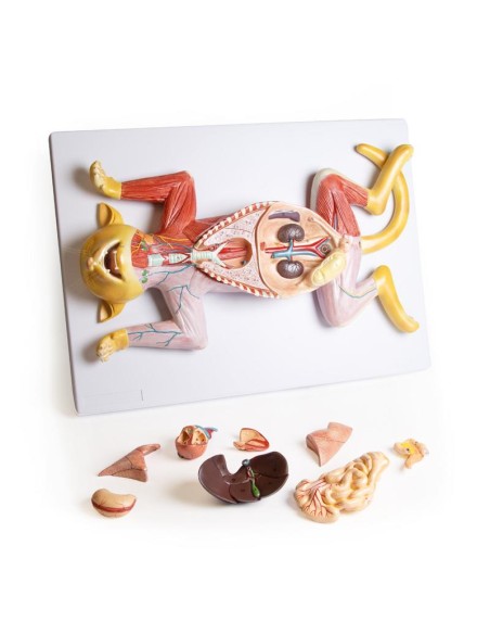 Dissection model of the pregnant cat - Erler Zimmer VET3350