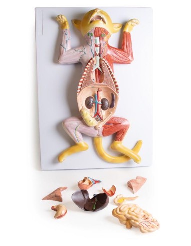 Dissection model of the pregnant cat - Erler...