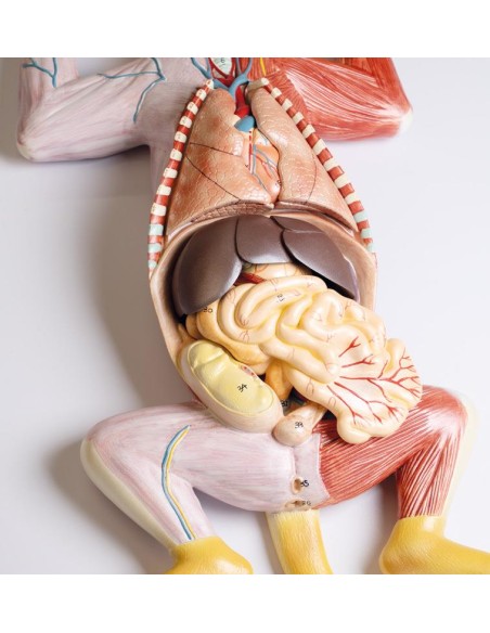 Dissection model of the pregnant cat - Erler Zimmer VET3350