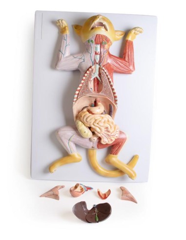 Dissection model of the pregnant cat - Erler...