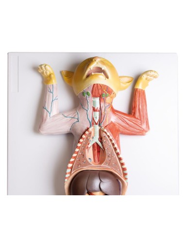 Dissection model of the pregnant cat - Erler...