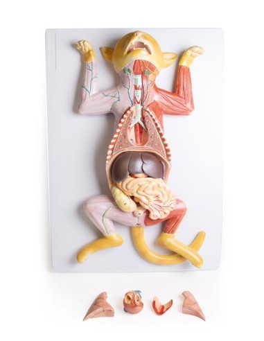 Dissection model of the pregnant cat - Erler...