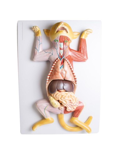 Dissection model of the pregnant cat - Erler...