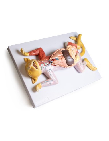 Dissection model of the pregnant cat - Erler...