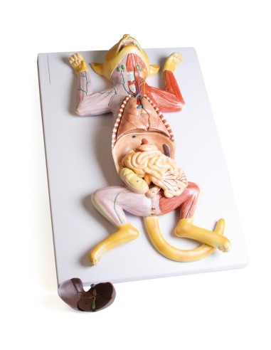 Dissection model of the pregnant cat - Erler...