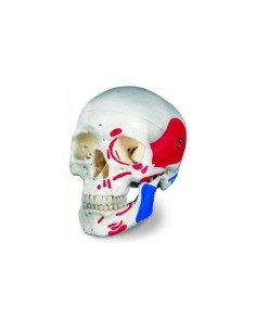Classic painted skull decomposable into 3 parts,...