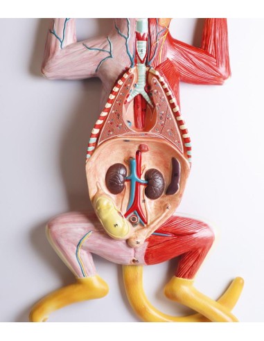 Dissection model of the pregnant cat - Erler...