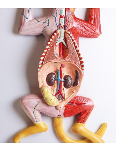 Dissection model of the pregnant cat - Erler Zimmer VET3350