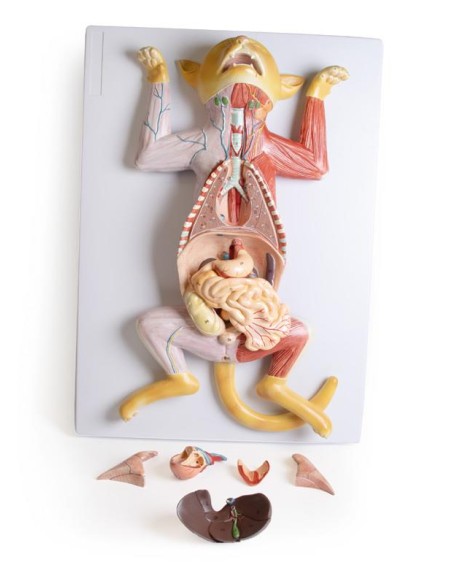 Dissection model of the pregnant cat - Erler Zimmer VET3350