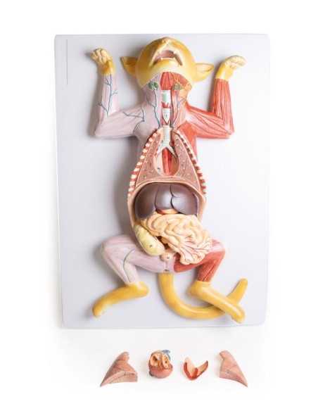 Dissection model of the pregnant cat - Erler Zimmer VET3350