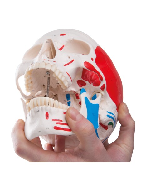 Cranio classico dipinto scomponibile in 3 parti, modello anatomico 3B Scientific A23