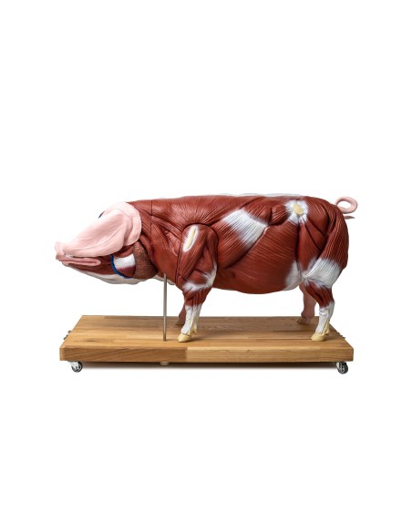 Educational pig model, 20 parts, 1/2 life size VET3320