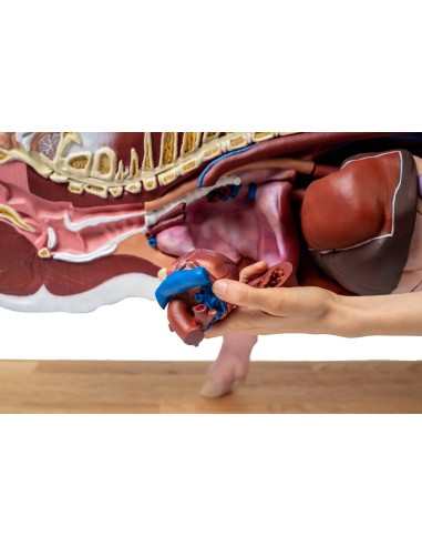 Educational pig model, 20 parts, 1/2 life size...