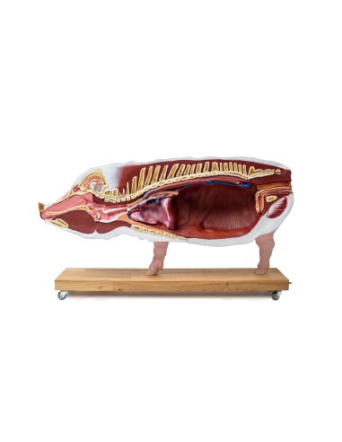 Lehrschweinmodell, 20 Teile, 1/2 lebensgroß...