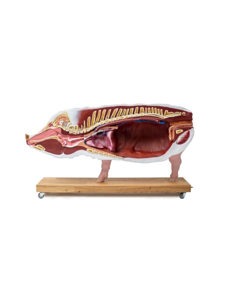 Educational pig model, 20 parts, 1/2 life size VET3320
